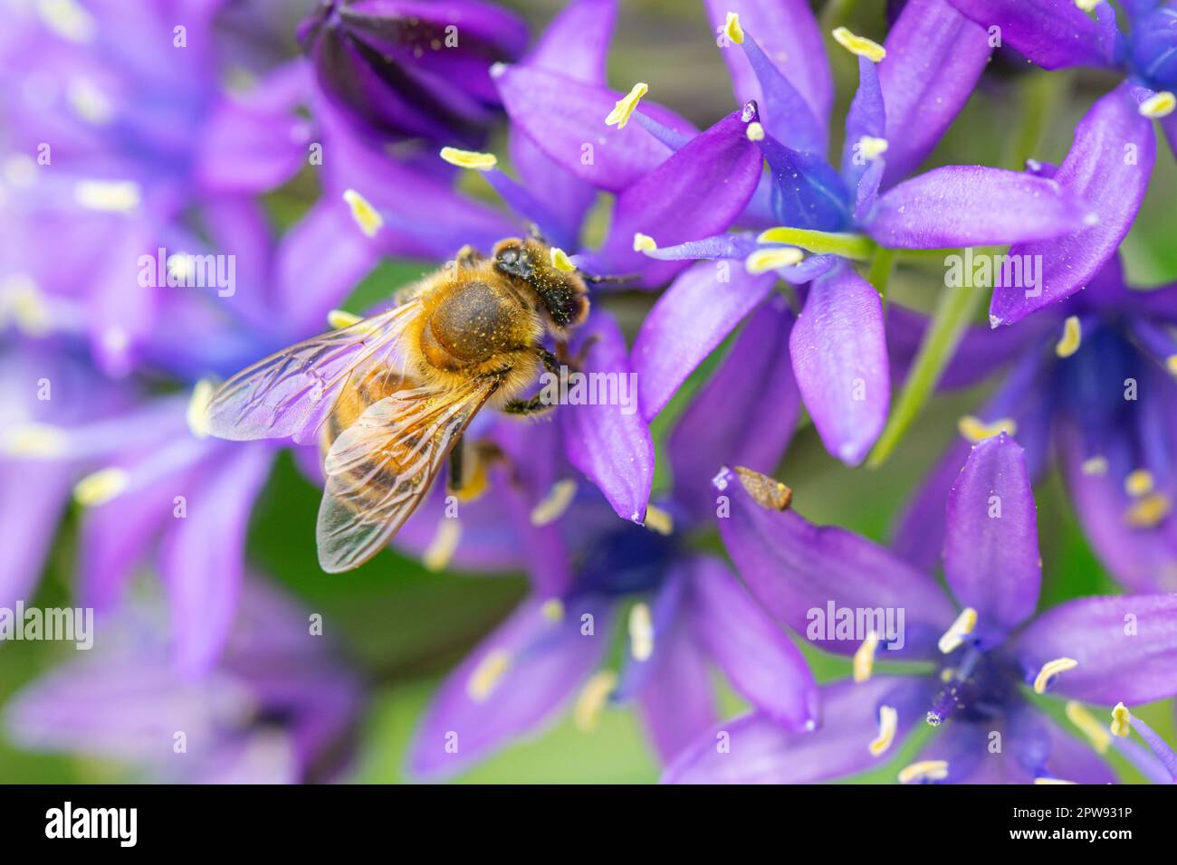 Honey bee gathering pollen on purple flowers Stock Photo