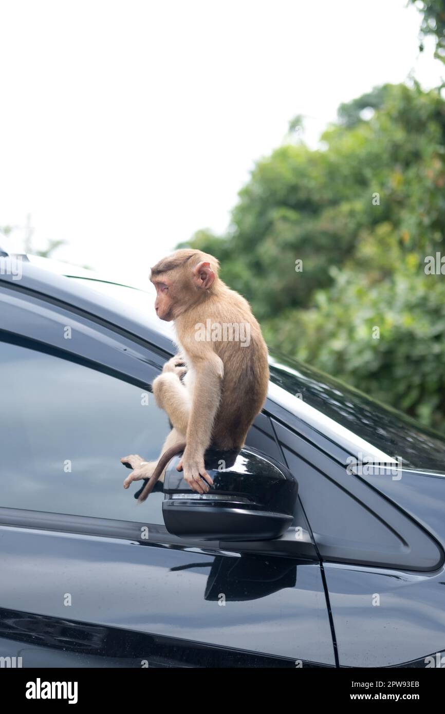 Monkey In Car Monkey on car hi-res stock photography and images - Alamy