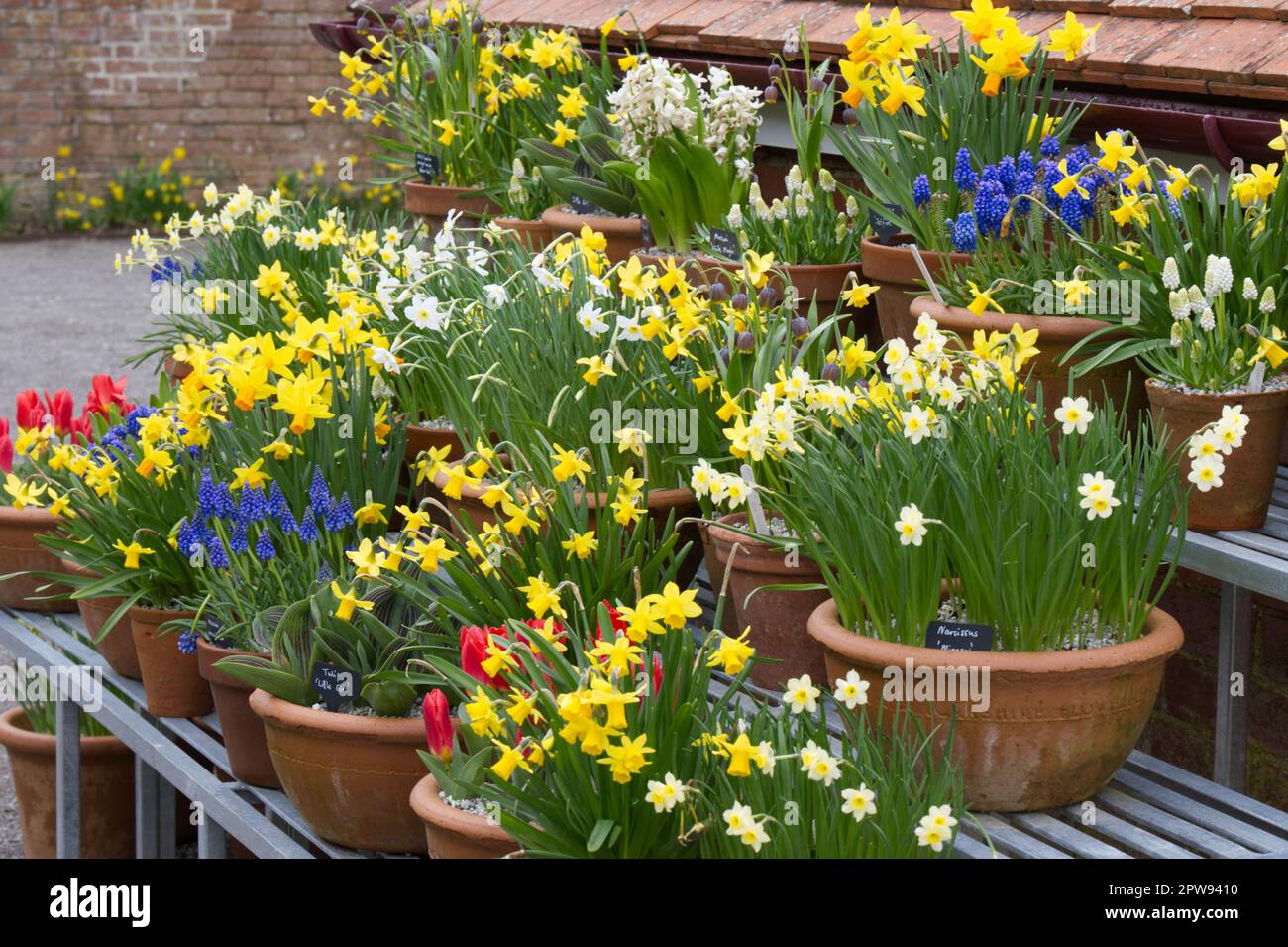 A colourful display of potted spring bulbs including daffodils