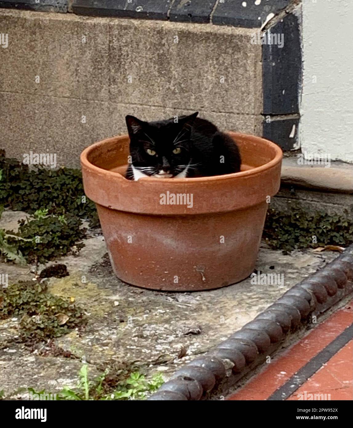 Black and white cat sat in a plant pot Stock Photo - Alamy