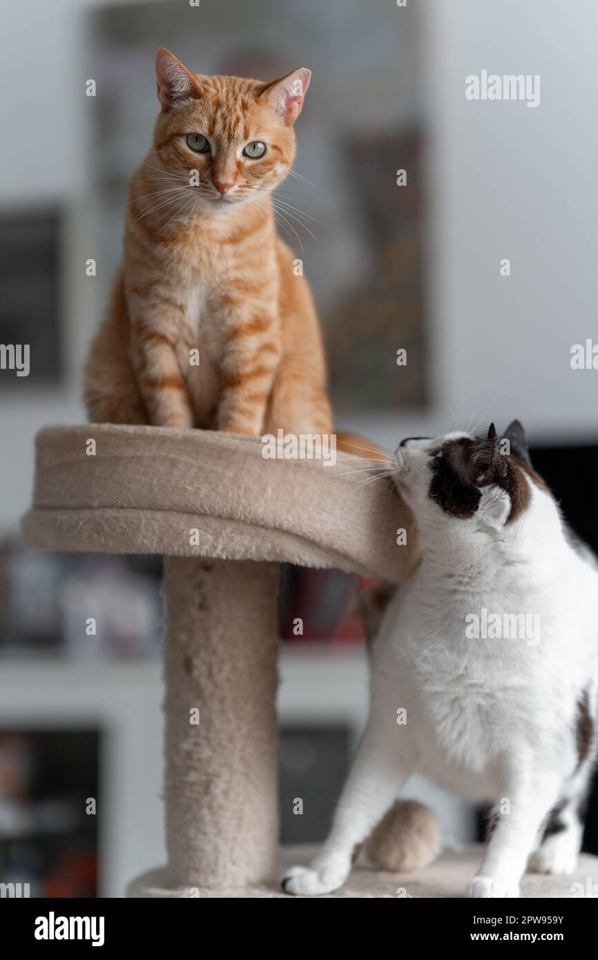 vertical composition. two domestic cats interact in a scratching tower Stock Photo