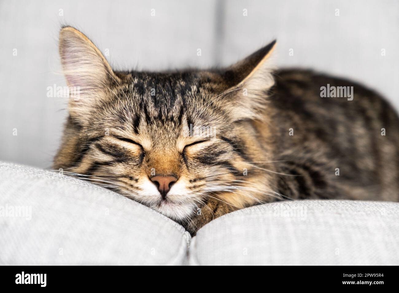 Portrait of a sleeping striped young cat on a gray sofa. The cat is ...