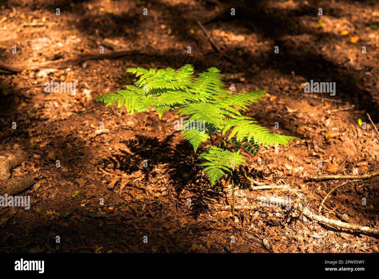 green fern illuminated by a ray of sunlight Stock Photo