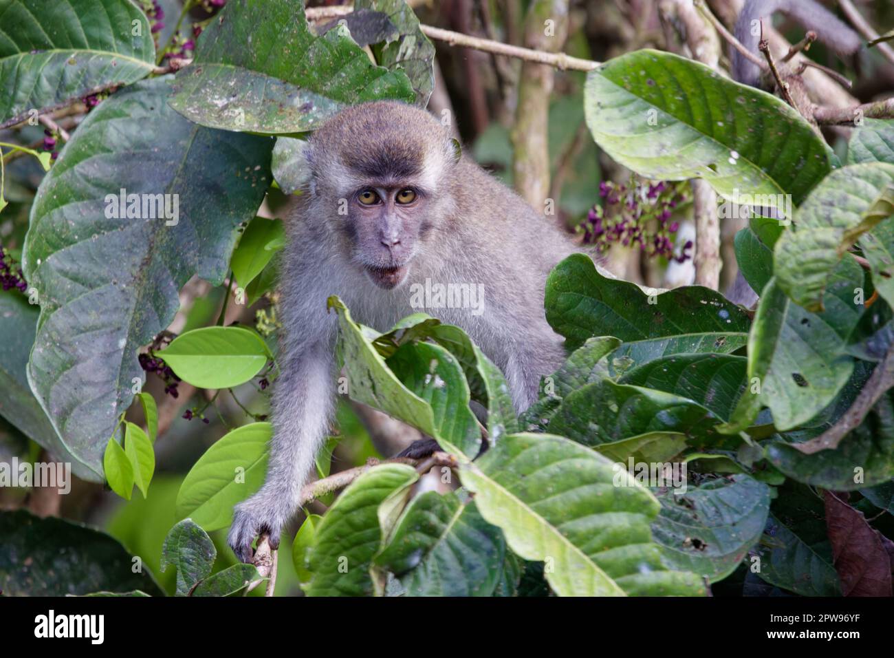 Beware monkey hi-res stock photography and images - Alamy