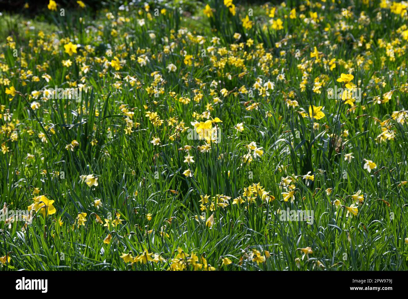 Spring display of mixed daffodils (narcissus) naturalised in grass in UK garden April Stock Photo