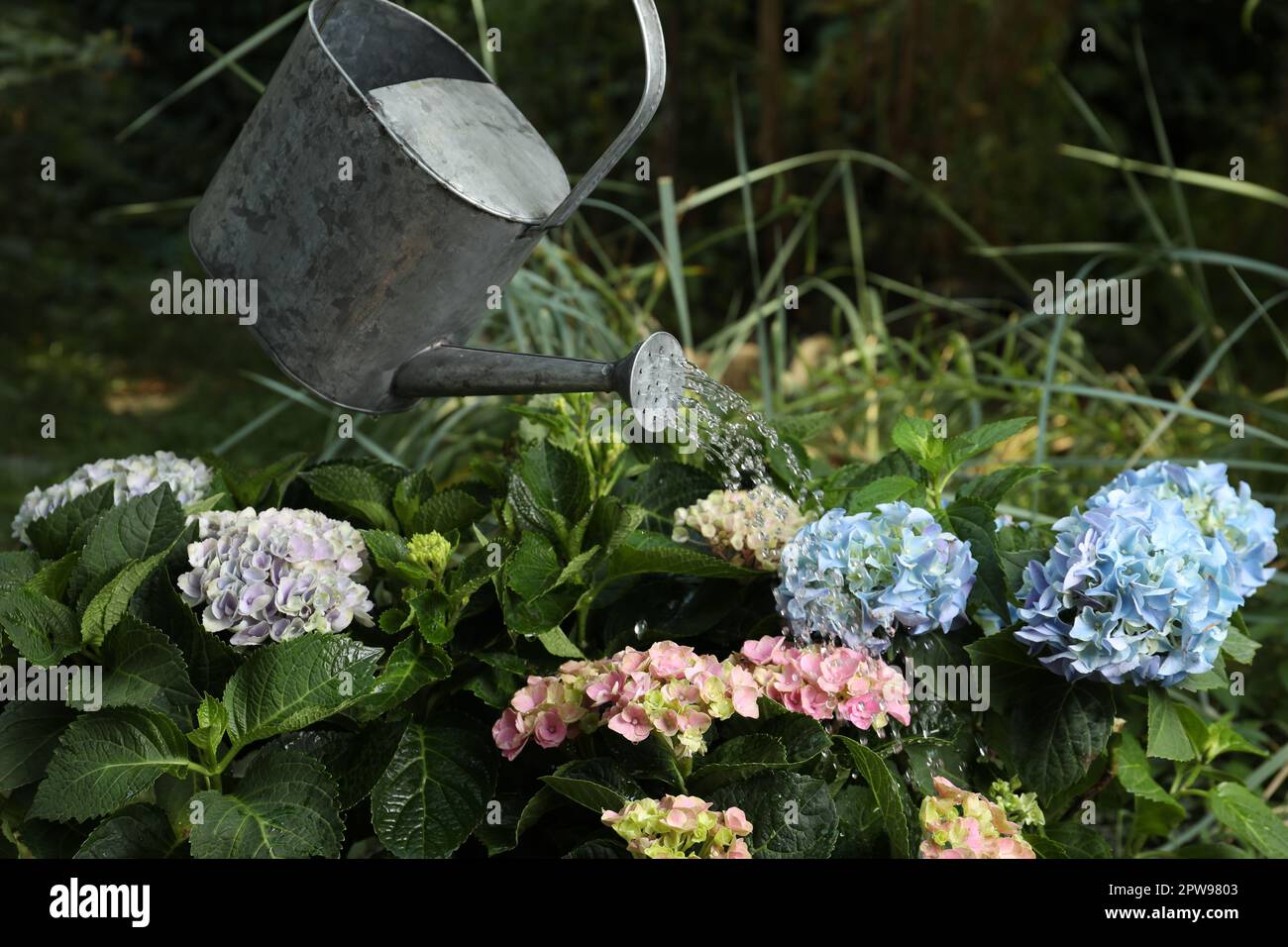 Watering beautiful blooming hortensia plants in garden Stock Photo