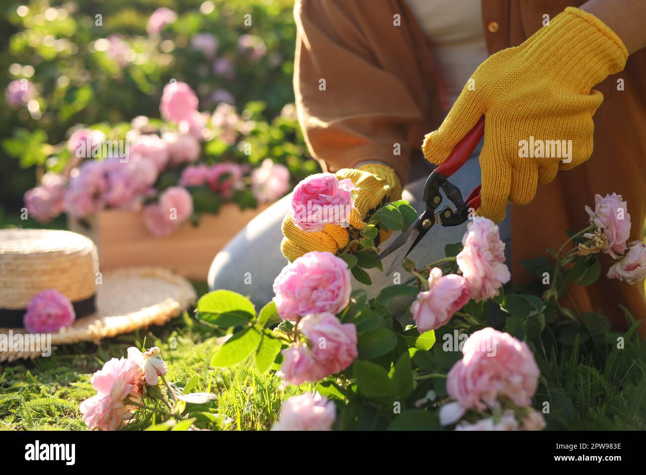 Woman pruning tea rose bush in garden, closeup. Space for text Stock ...