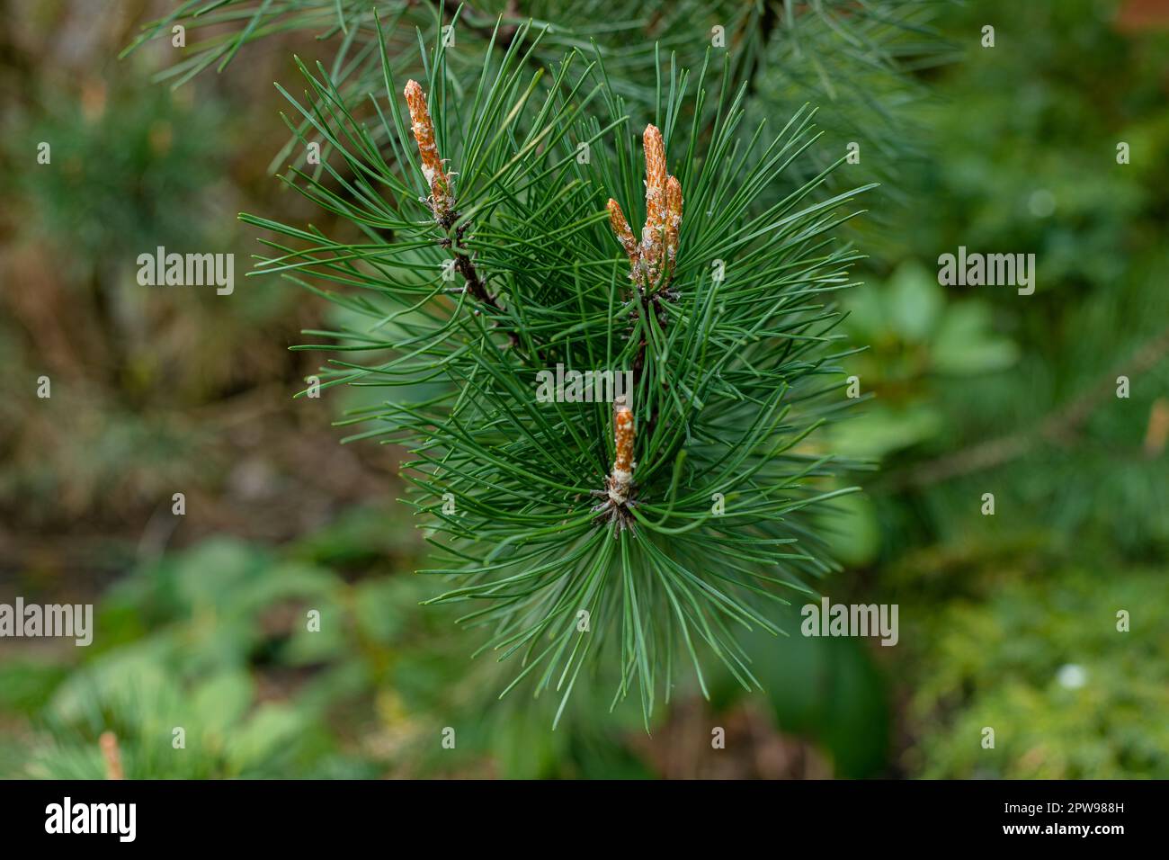 Pine branch with young shoots. Conifer. Pine needles. Spring in the forest. Trees of Europe. Green horizontal image. Stock Photo