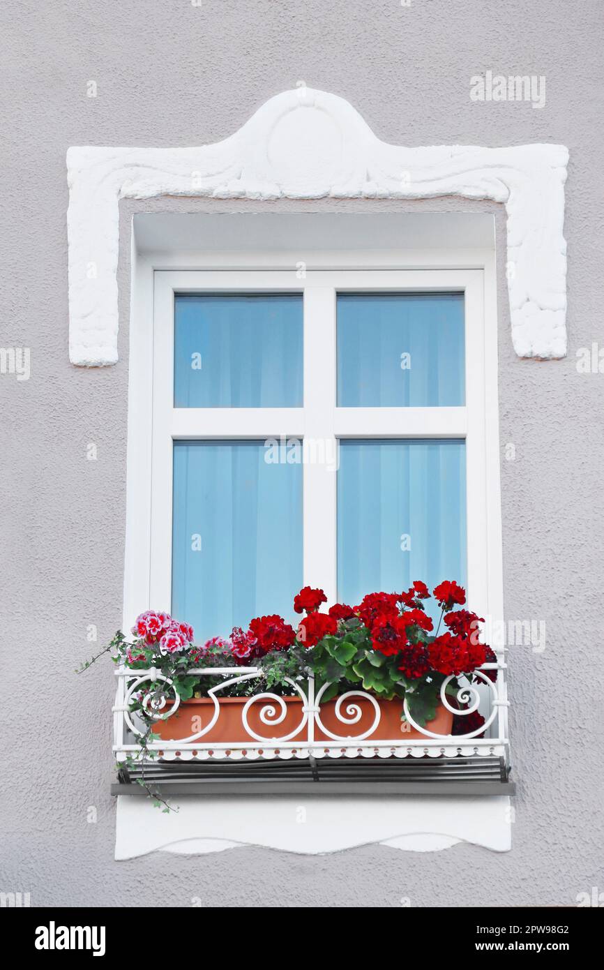 Beige wall with elegant molding, window and beautiful blooming plants ...