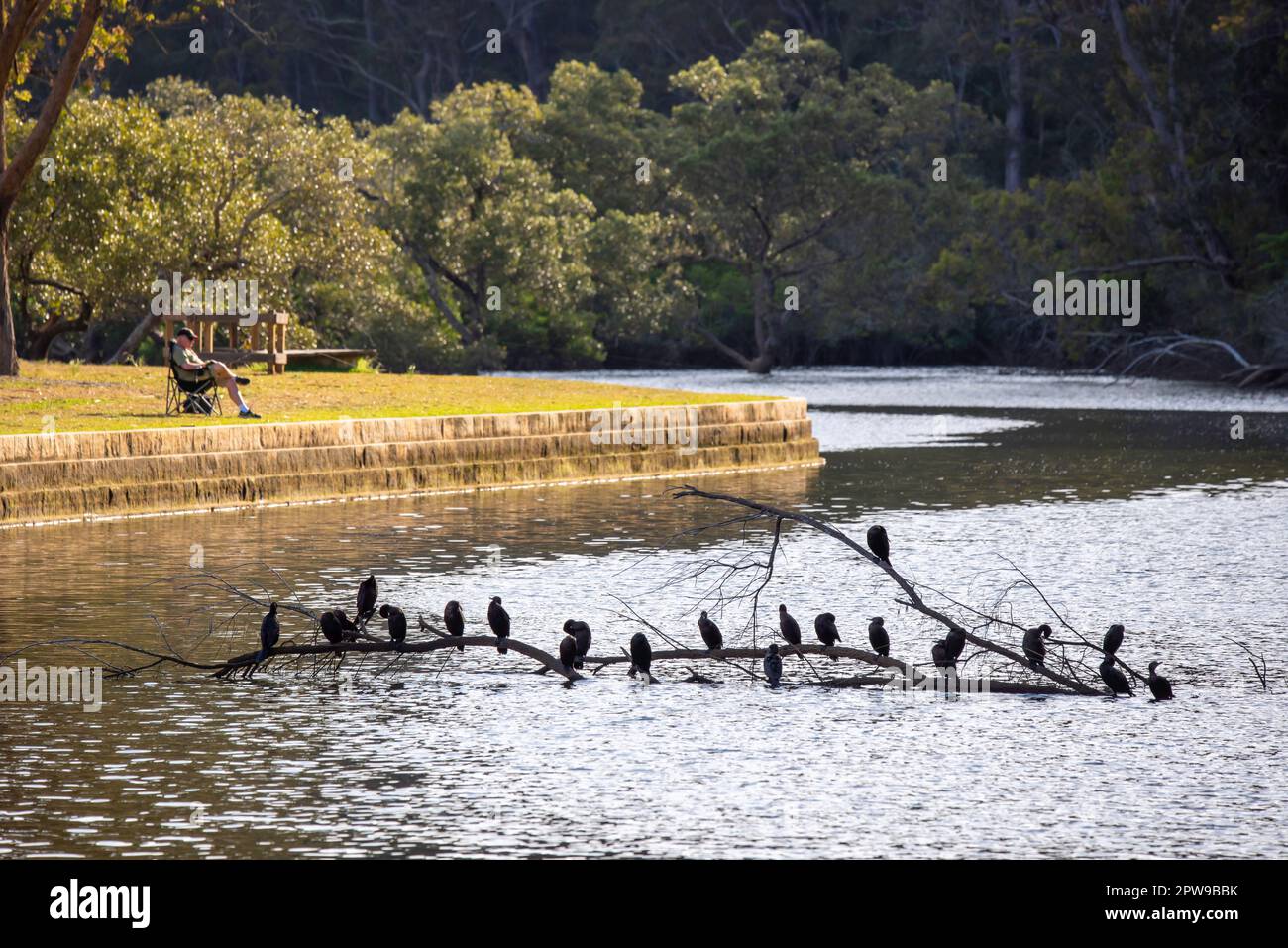 A line of Little Black Cormorants (Phalacrocorax sulcirostris) in the afternoon on a large tree limb lying out of the water at Bobbin Head in Sydney Stock Photo