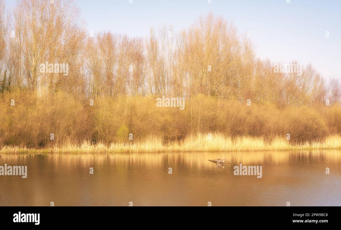 A lake where on the far bank shrubs and trees are lined by reeds at the edge of the water.  Ducks are on the lake and a blue sky is above. Stock Photo