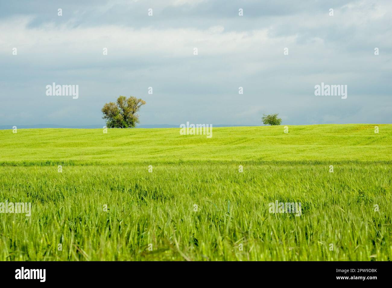 Only alone tree in green field with blue cloudy sky background. Blue green tree background