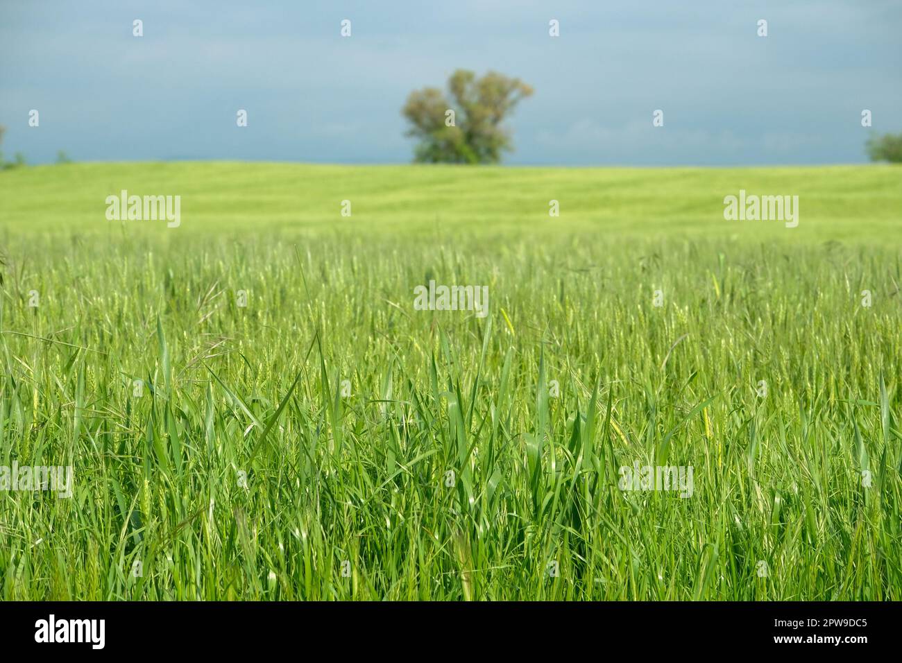 Only alone tree in green field with blue cloudy sky background. Blue green tree background