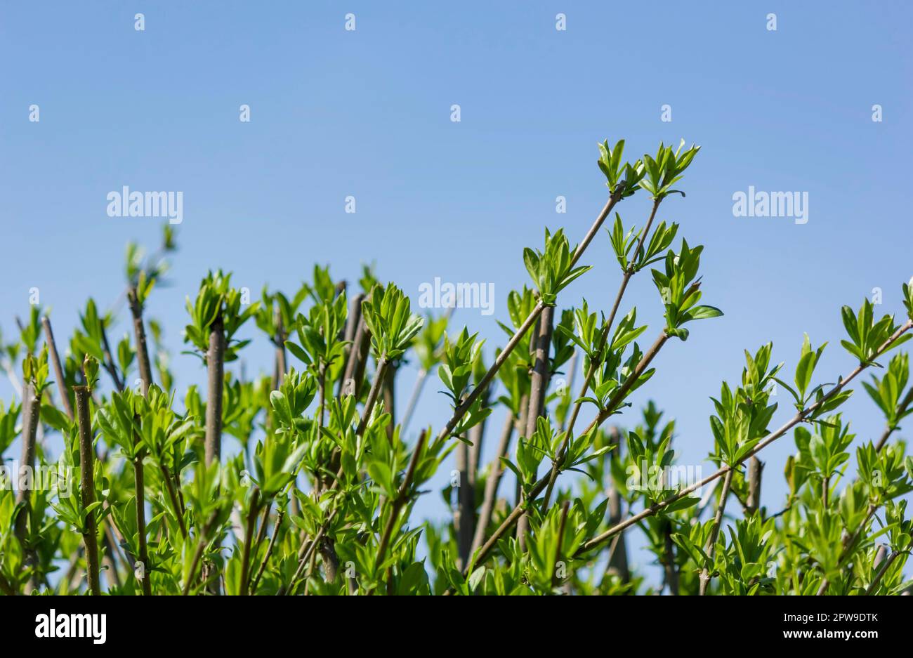 Light green shiny leaves of marsh azalea, swamp honeysuckle, Latin name Rhododendron Viscosum, against a blue sky. Copy space Stock Photo