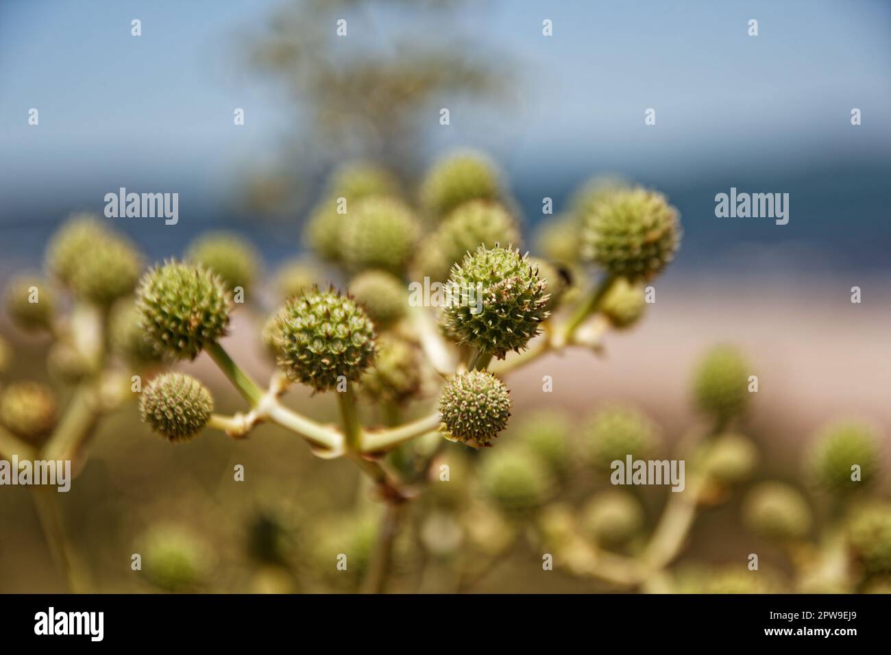A close-up shot of the local flora near the beach in Bella Vista, Uruguay Stock Photo