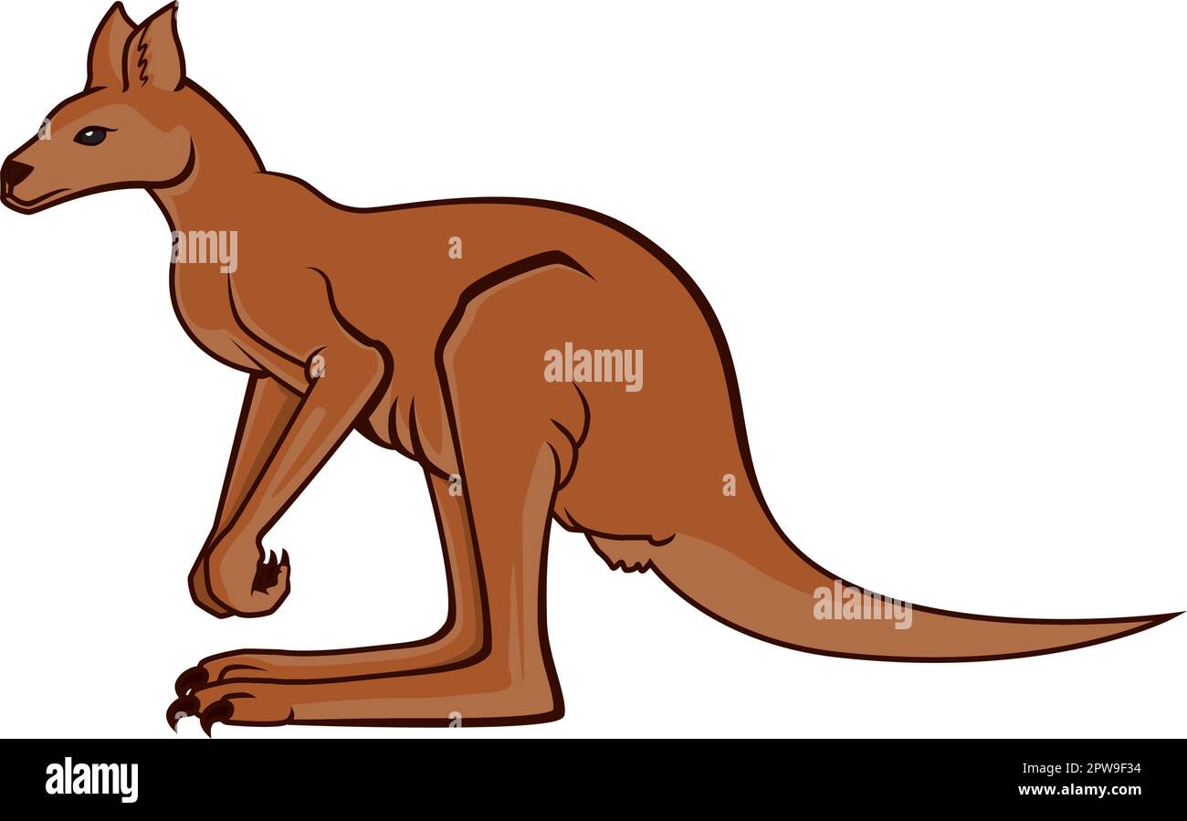 Detailed Standing Kangaroo Illustration the Indigenous Fauna to Australia Stock Vector