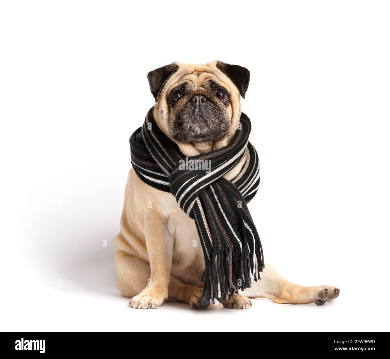 Pug scarves hotsell