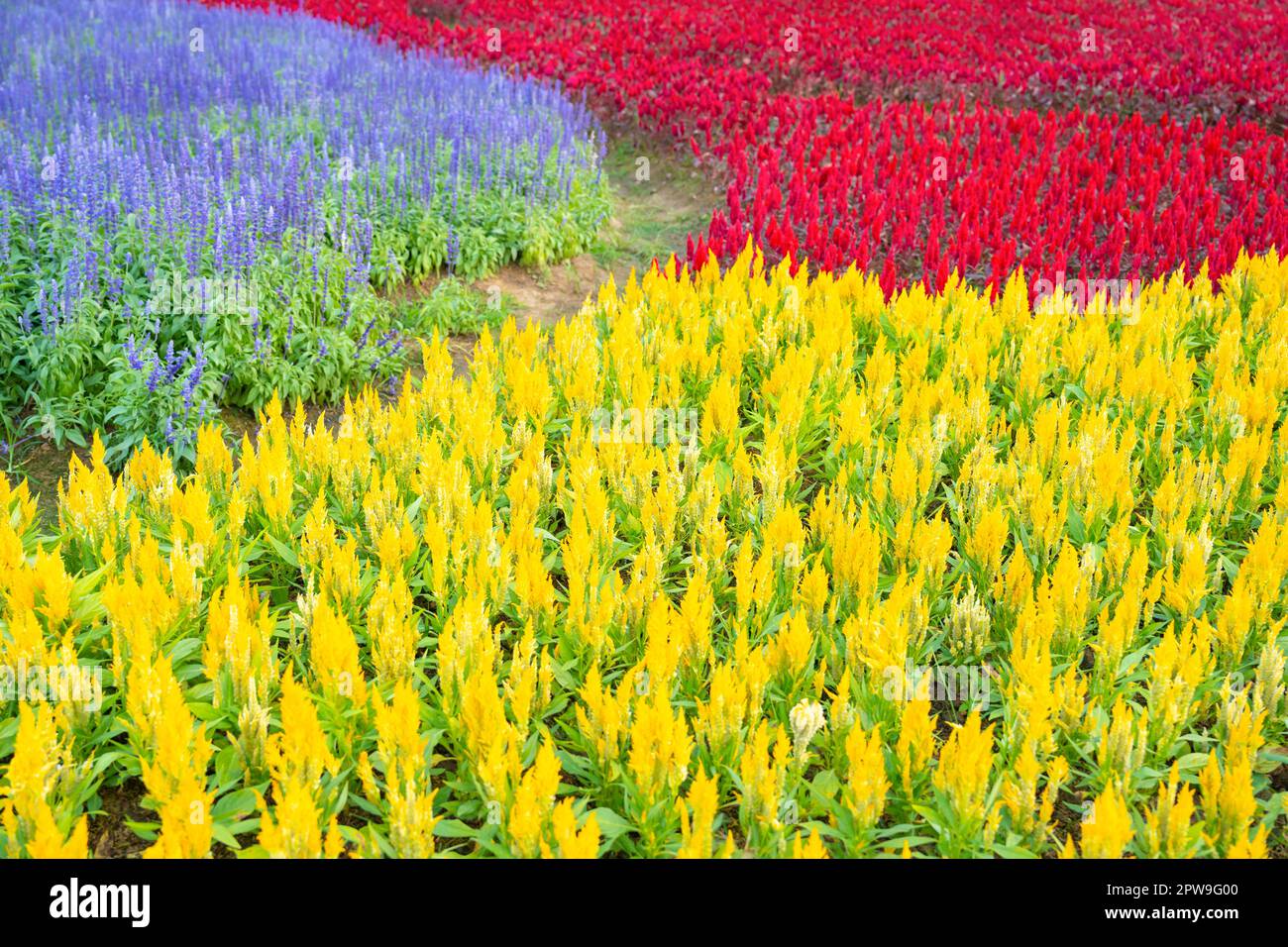 Row of yellow and red color cockscomb (Celosia Cristata) flower with Purple Salvia flowers in the garden field. Colorful flower in field. Stock Photo