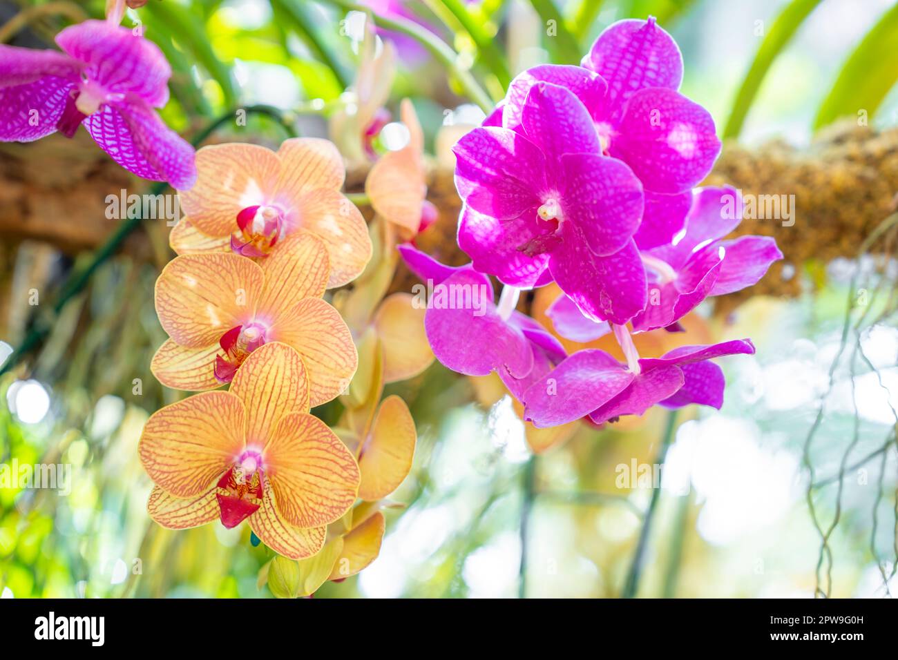 Purple orchids, Ascocenda, Vanda hybrids blooming in orchid house in bright sunlight and green leaves blur background. Stock Photo