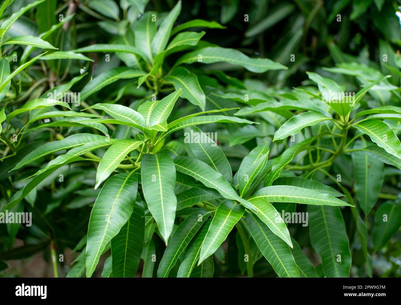 Green mango (Mangifera indica) young leaves in shallow focus, natural