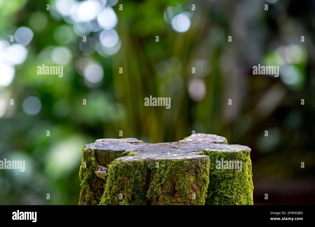Round wooden cut shape with green moss for product display with bokeh background Stock Photo