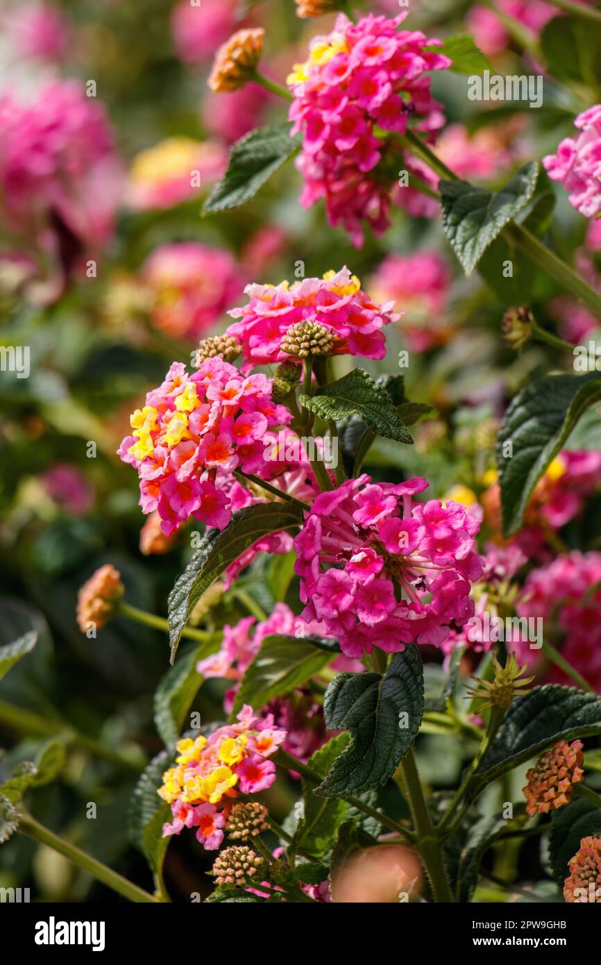 multicoloured flowers Lantana Verbenaceae Stock Photo