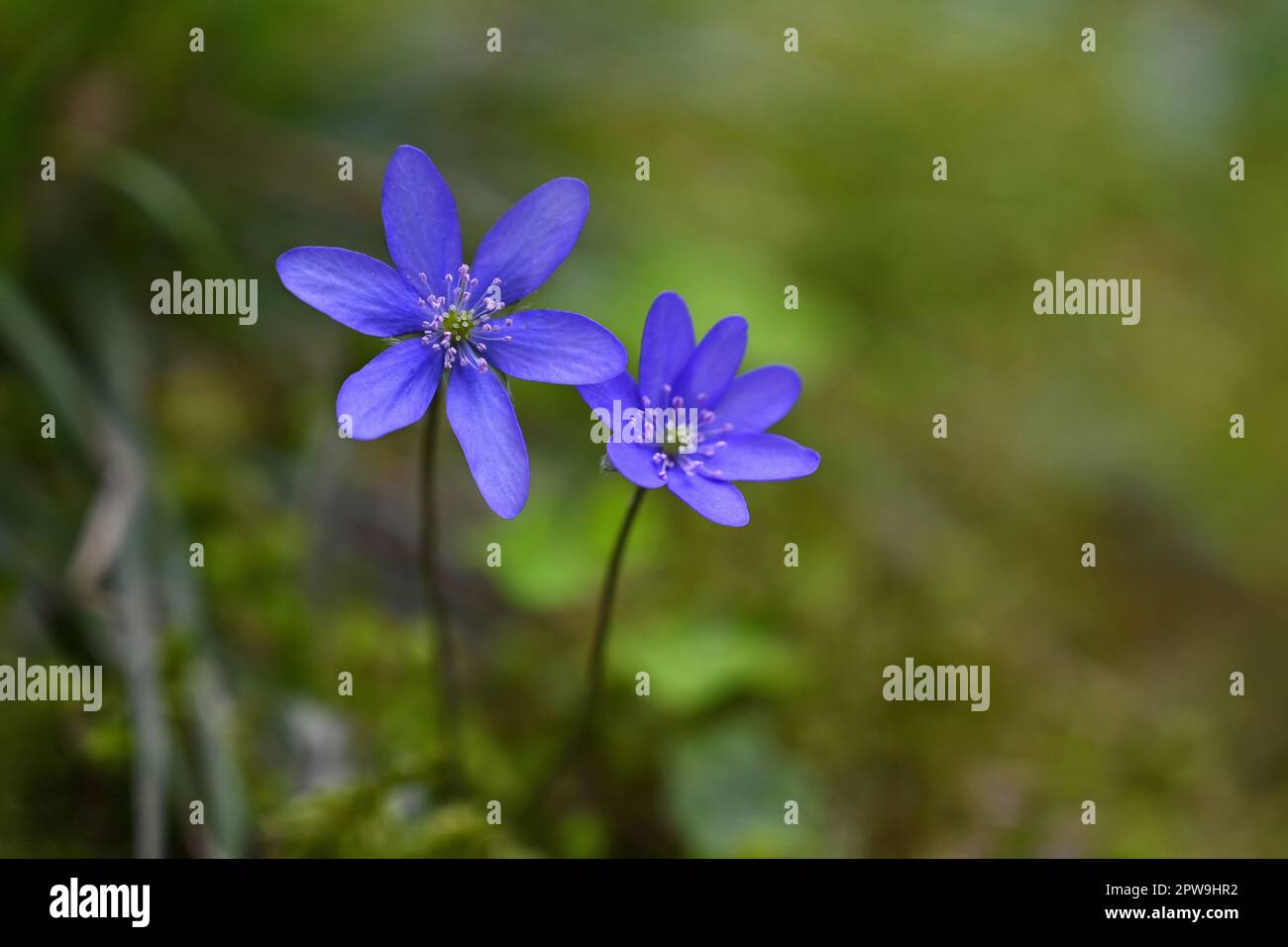 Spring flower. Beautiful blooming first small flowers in the forest