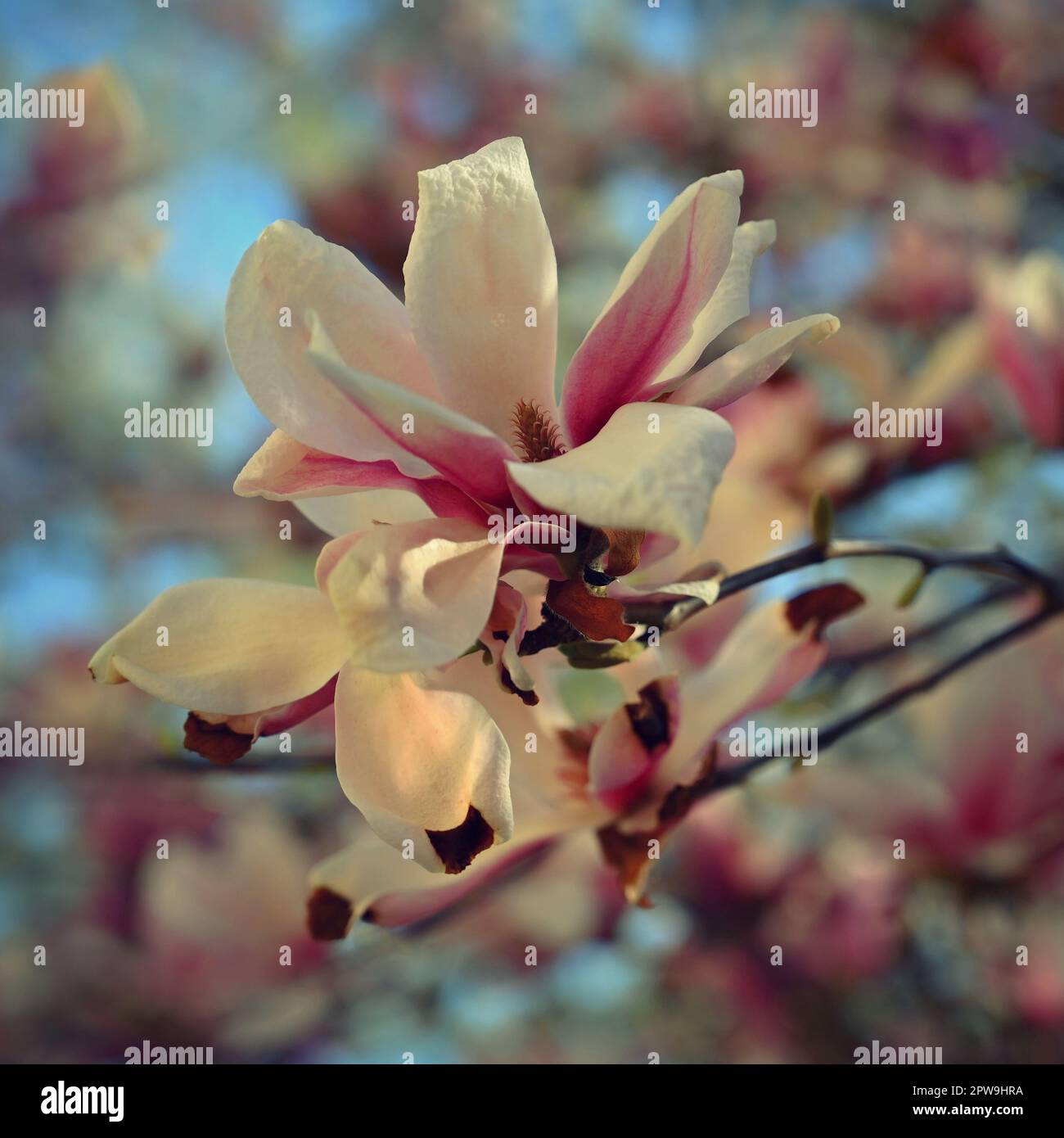 Hybrid tulip tree hi-res stock photography and images - Alamy