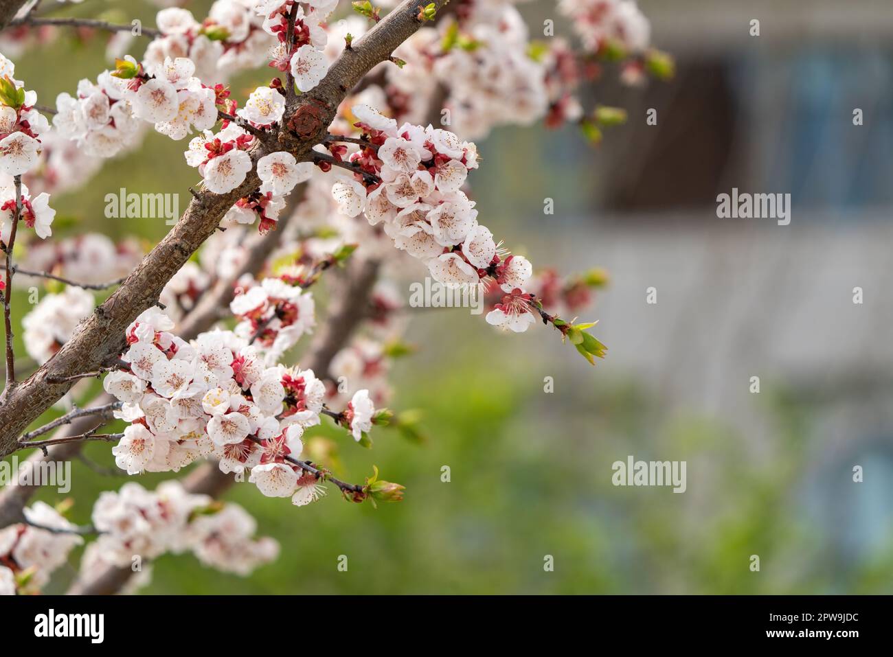 Apricot Blossom blooming in spring Stock Photo