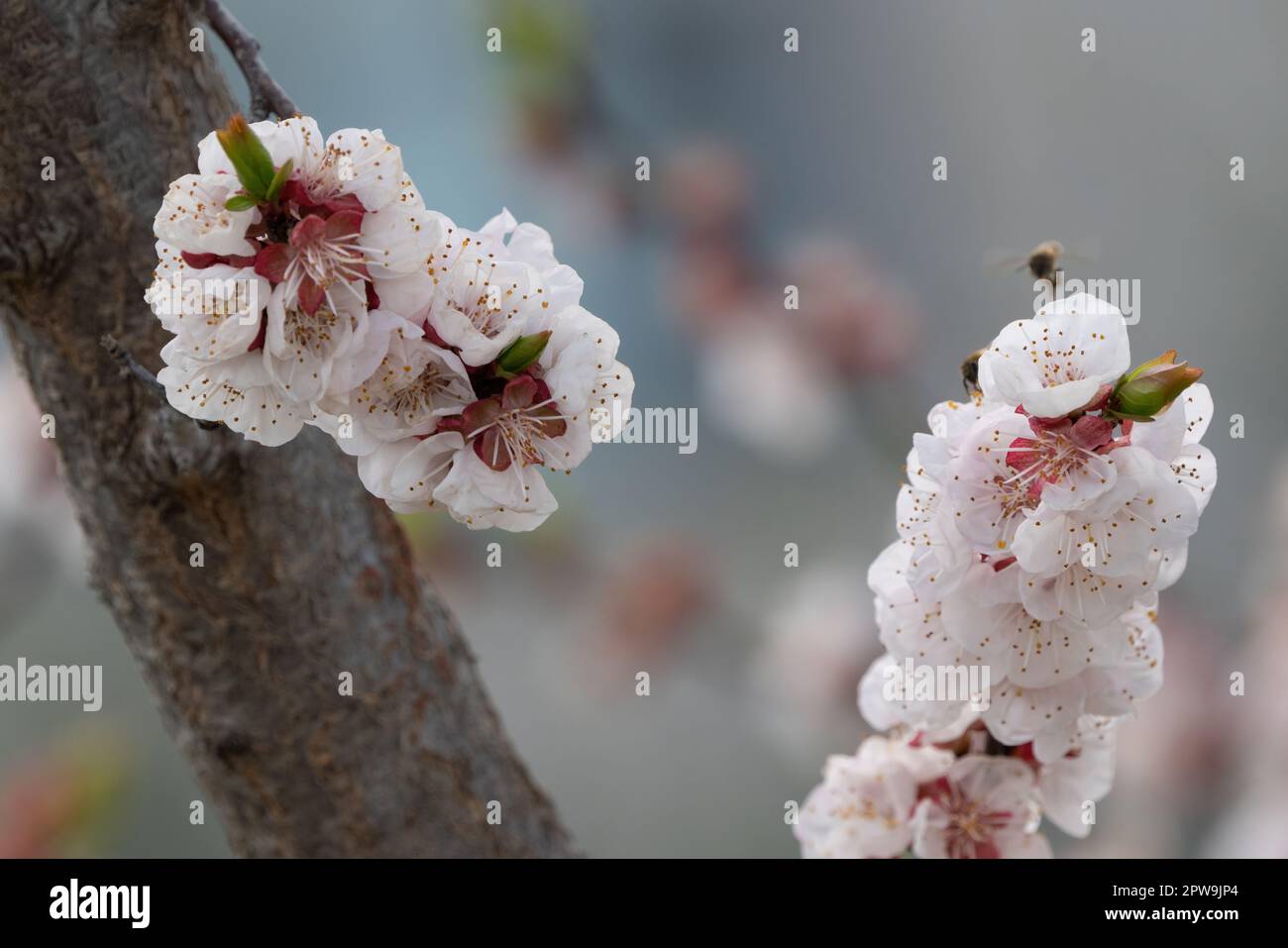 Apricot Blossom blooming in spring Stock Photo