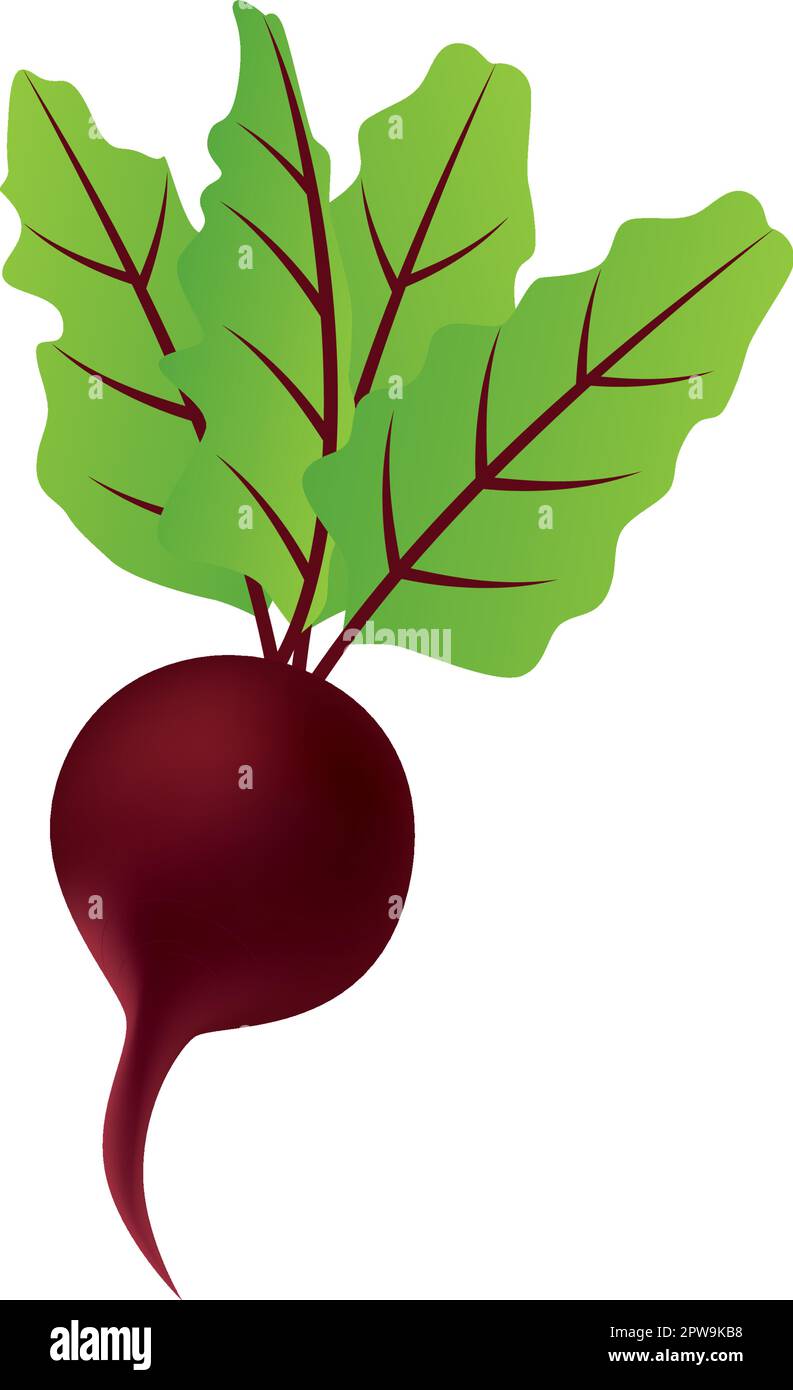 Detailed Single Red Beet Illustration Stock Vector