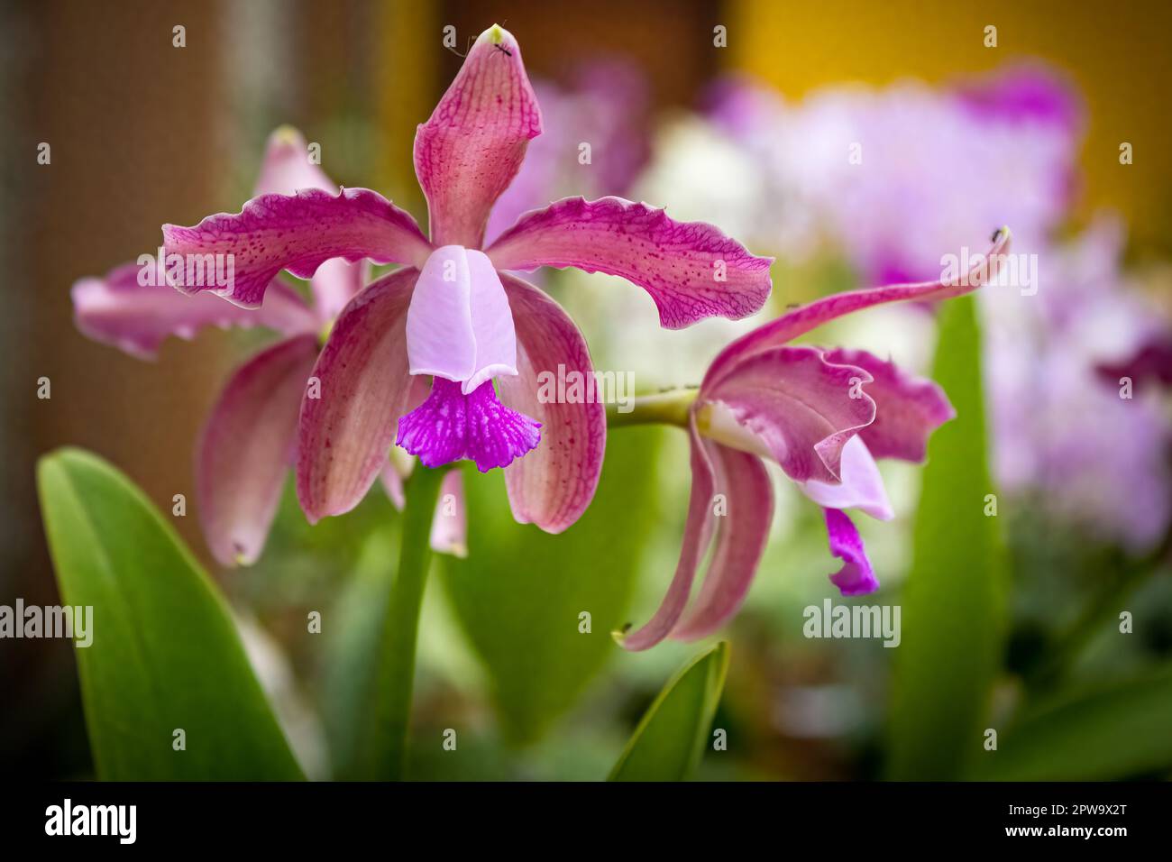 Pink orchid with lilac core with the background of a flower shop. Species Cattleya guttata. Stock Photo