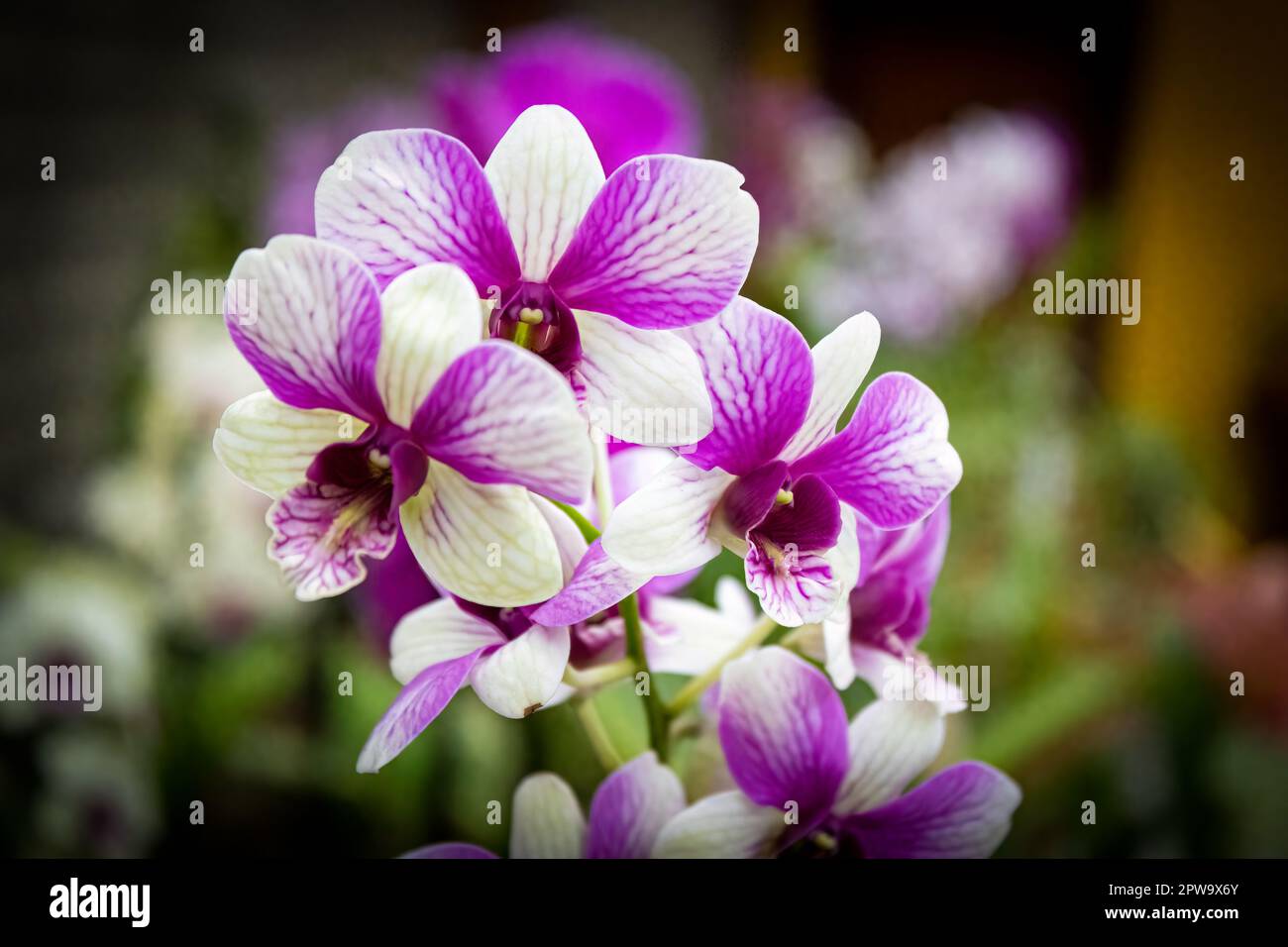 Purple and white petal orchid with purple and yellow interior, with the background of a flower shop. Species Cattleya schofieldiana. Stock Photo