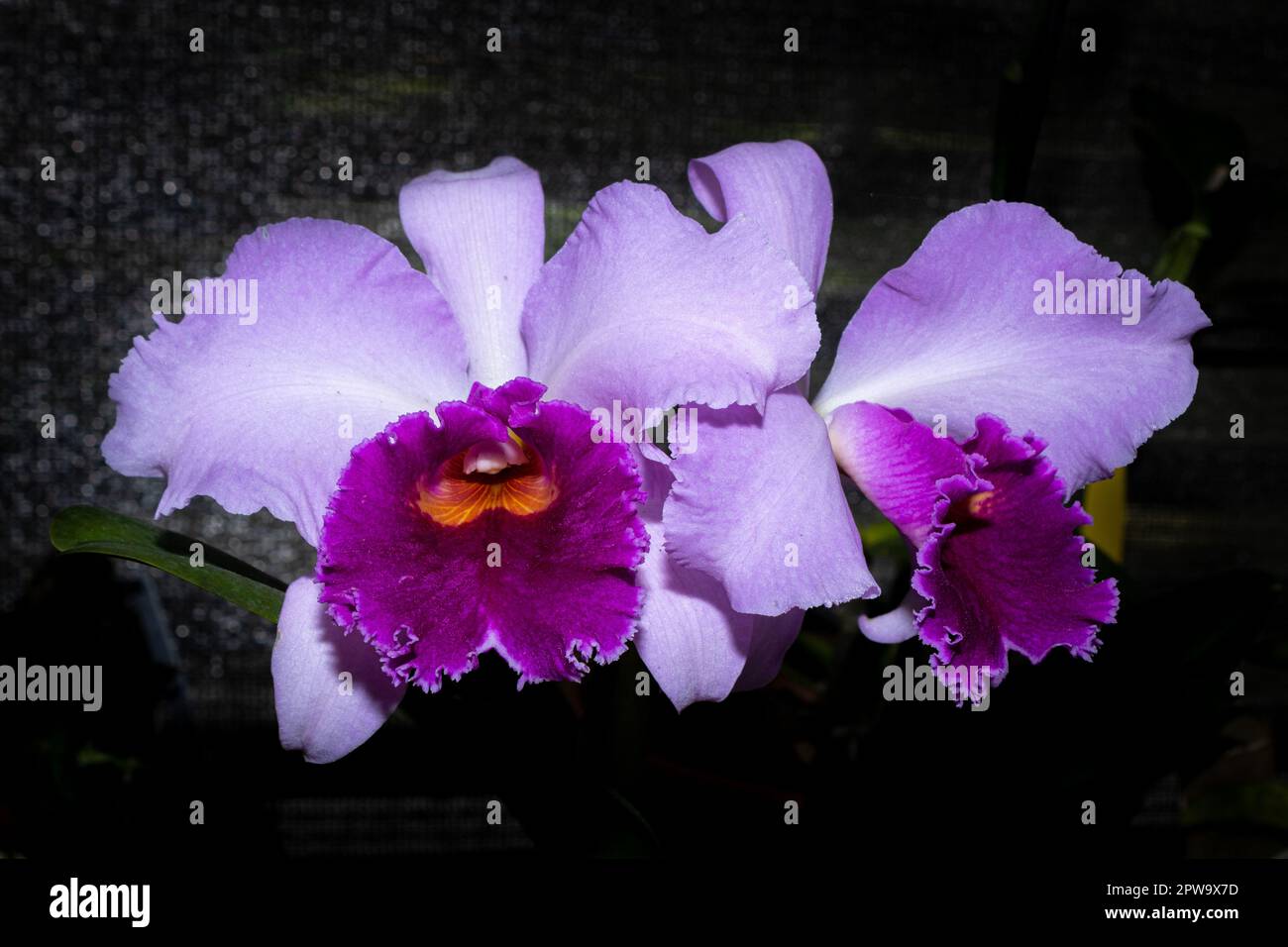 Light purple petal orchid with dark purple interior, with the background of a flower shop. Species blc irene finney. Stock Photo