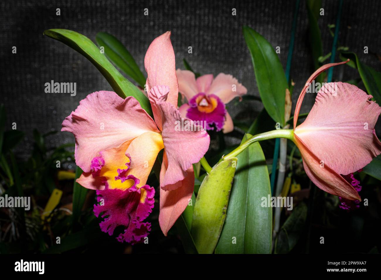 Pink orchid with purple interior, with the background of a flower shop. Species Blc salmon tak. Stock Photo