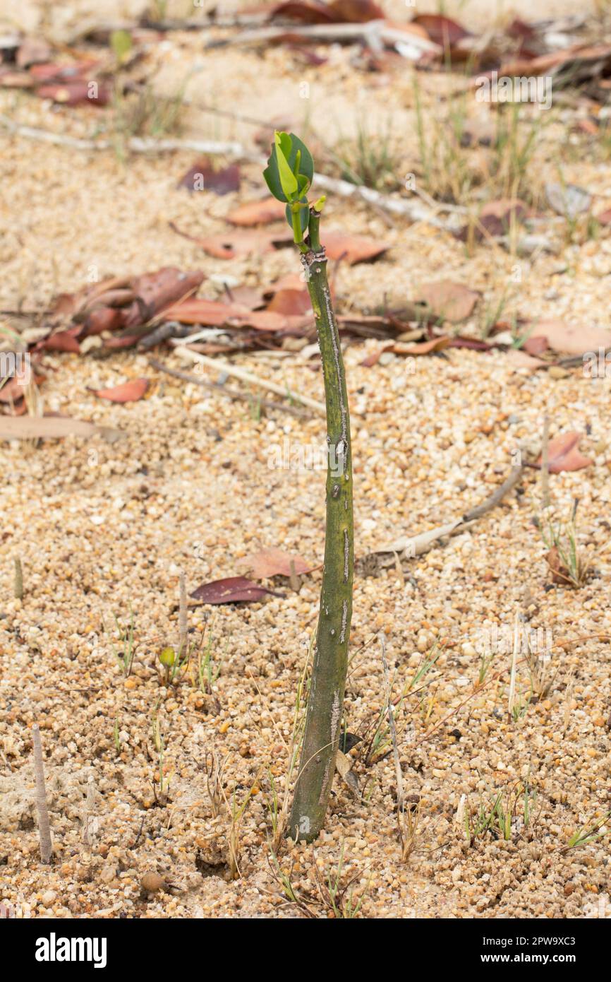 Hypocotyledonous Stem of Orange Mangrove showing early growth on a beach.Bruguiera gymnorhiza Elliott Heads Queensland Australia Stock Photo