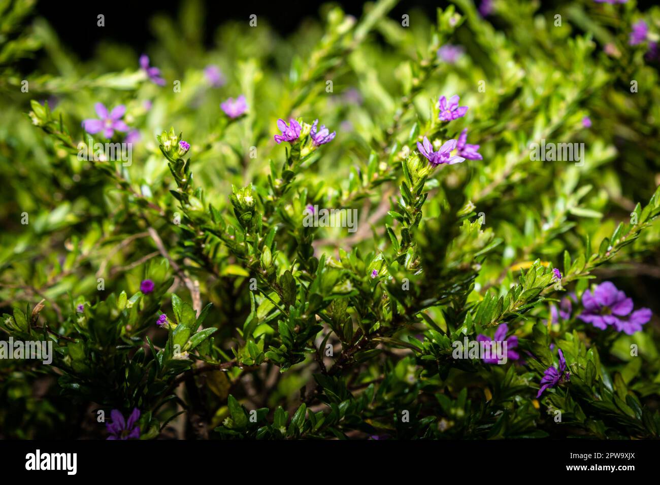 False erica rose in a garden with blurred background. Species Cuphea Hyssopifolia. Stock Photo