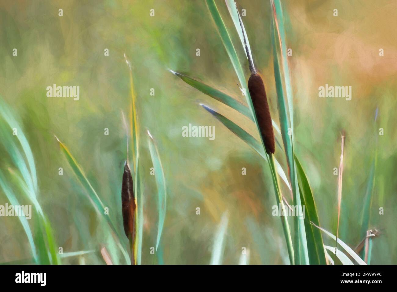 Digital painting of a wild bulrush and grass stem on the moors. Stock Photo