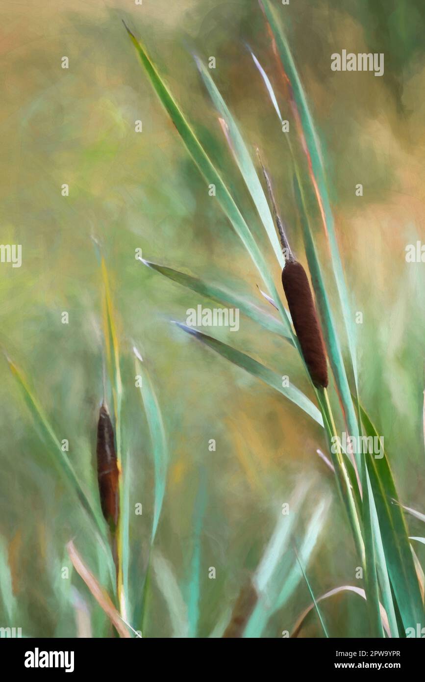 Digital painting of a wild bulrush and grass stem on the moors. Stock Photo