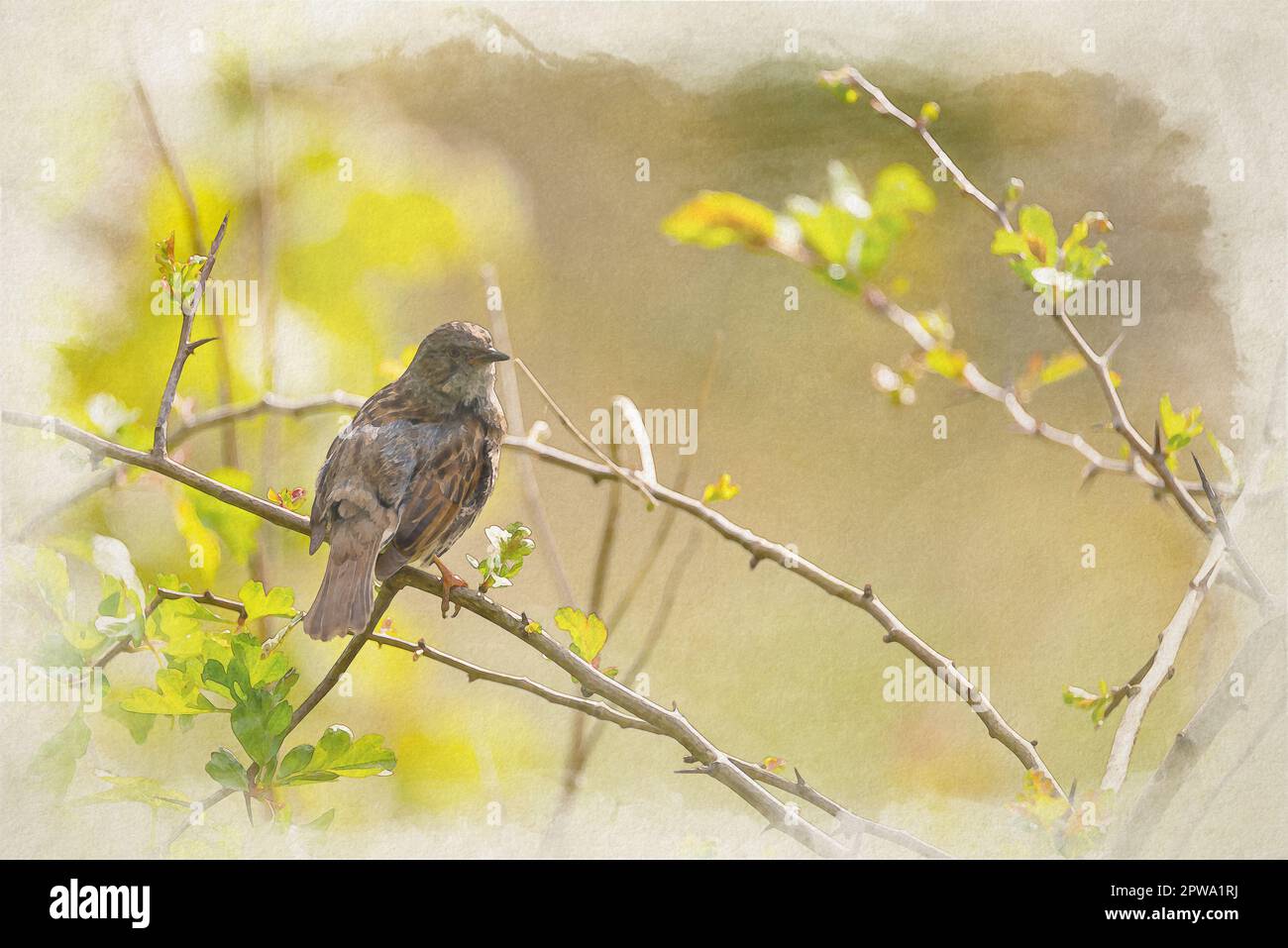 Digital watercolour painting of a single Dunnock, Prunella modularis, hedge accentor, hedge sparrow, or hedge warbler in a tree in the UK. Stock Photo