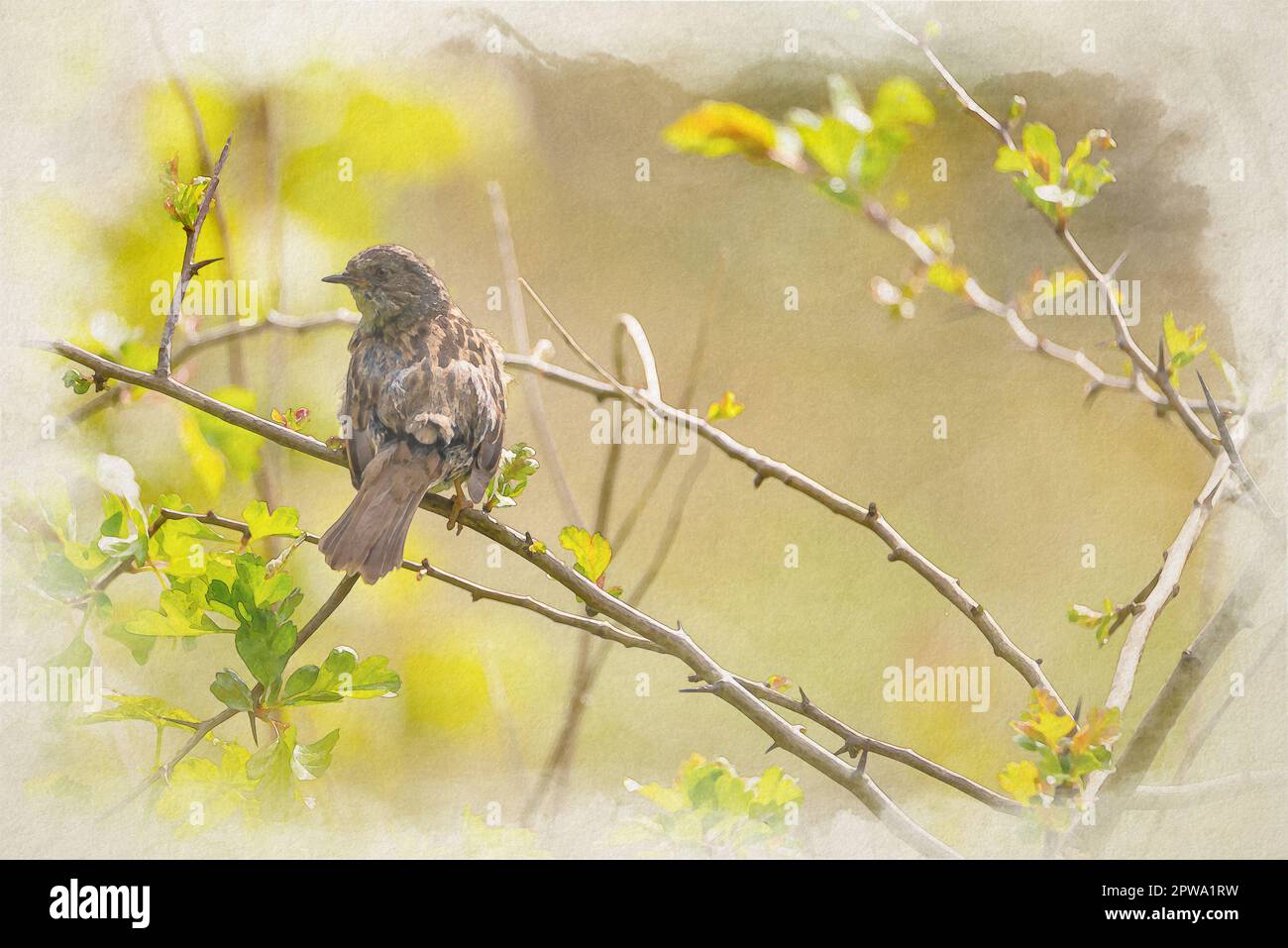Digital watercolour painting of a single Dunnock, Prunella modularis, hedge accentor, hedge sparrow, or hedge warbler in a tree in the UK. Stock Photo