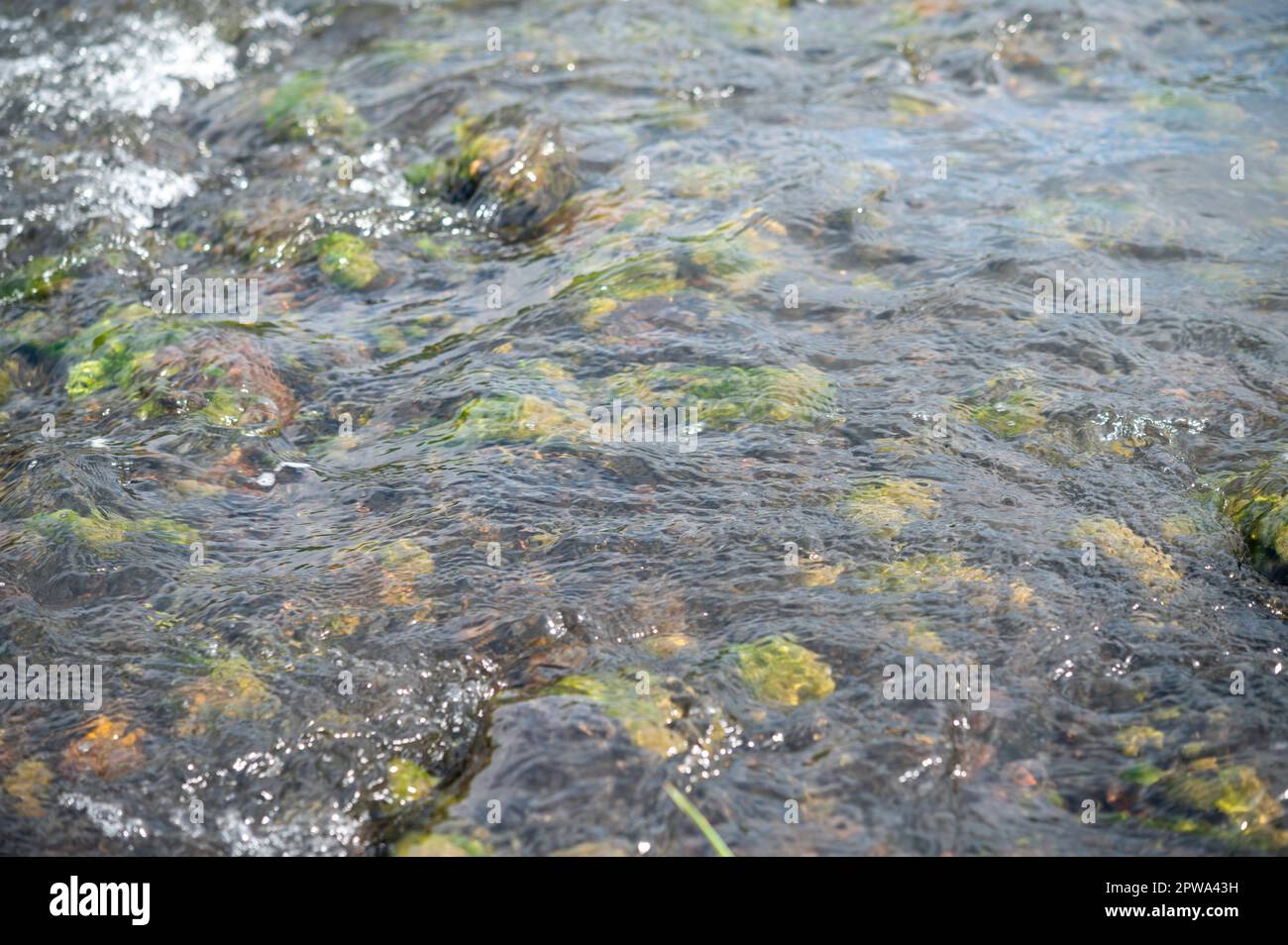 Alge Plus Rocks Green algae beginning to grow on rocks on the river bed due to excess ...
