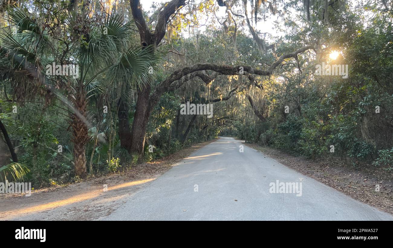 Driving through a tree tunnel in northeast Florida Stock Photo Alamy