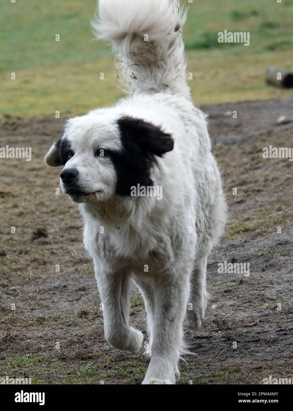 A Mastín del Pirineo or Pyrenean Mastiff runs in the direction of the photographer. He is kept to watch over a sheep herd. Stock Photo
