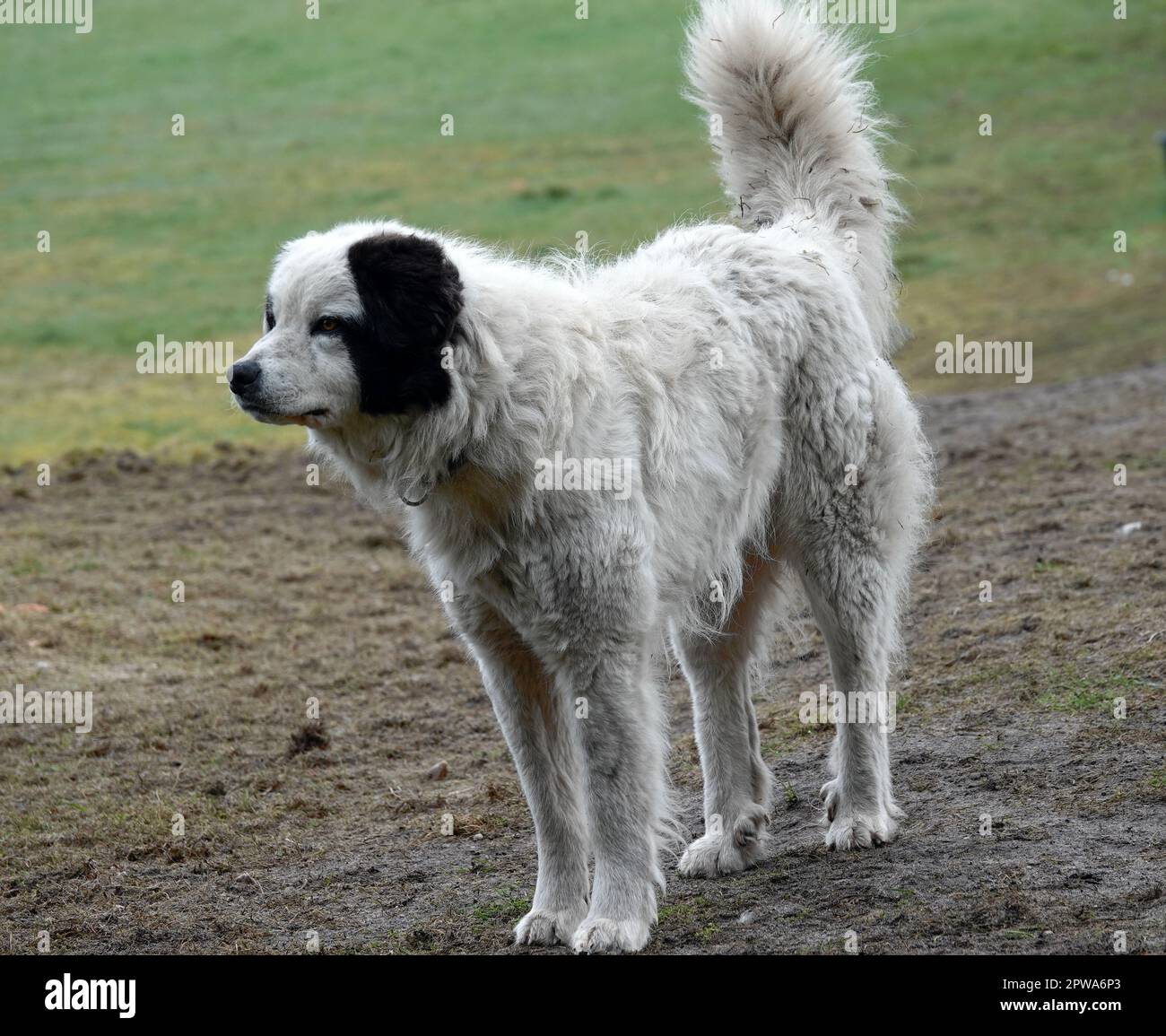 Watchful Mastín del Pirineo or Pyrenean Mastiff. He is kept to watch over a sheep herd. Stock Photo