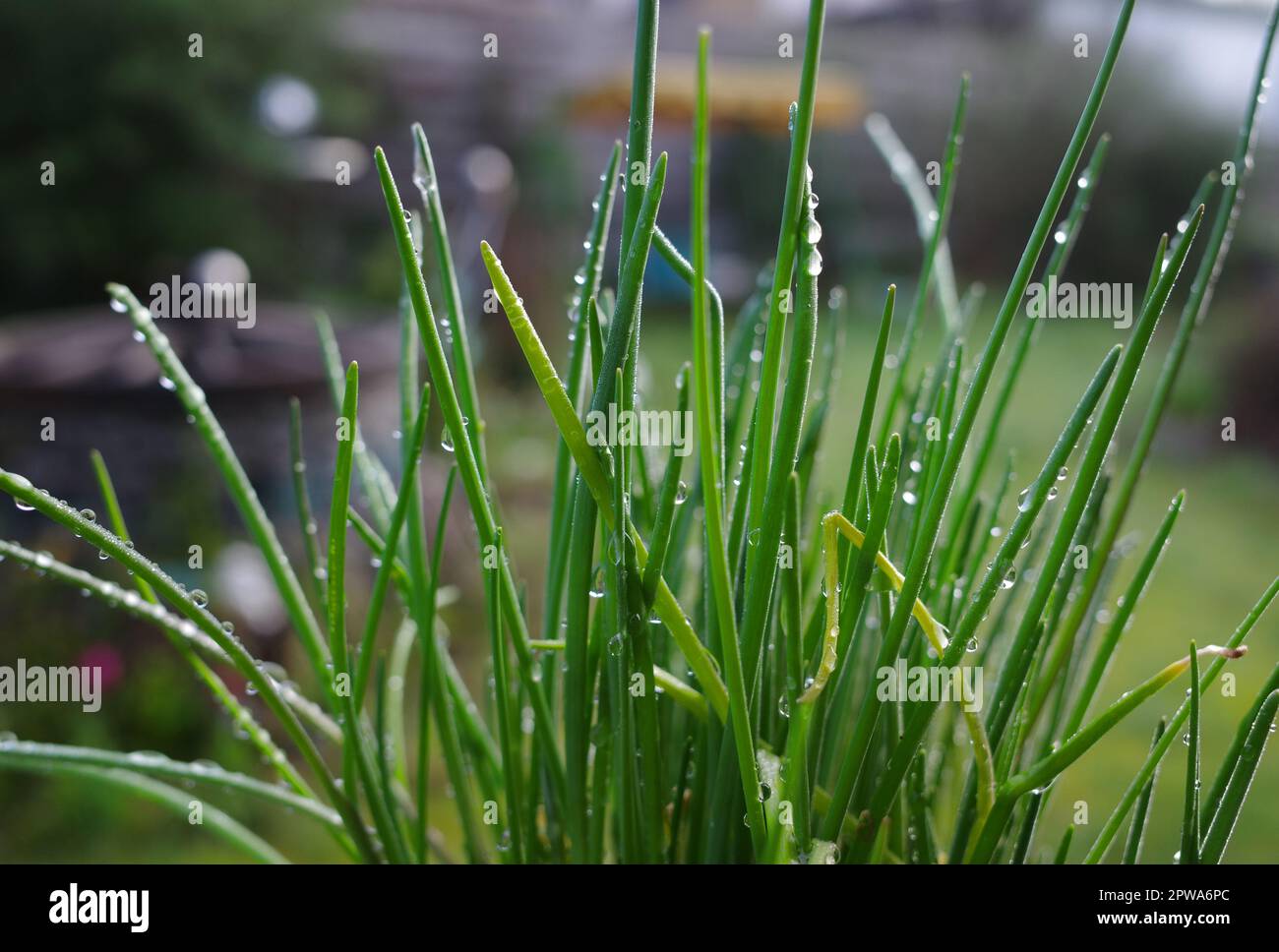 Raindrops on a chives plant. Blurred background Stock Photo