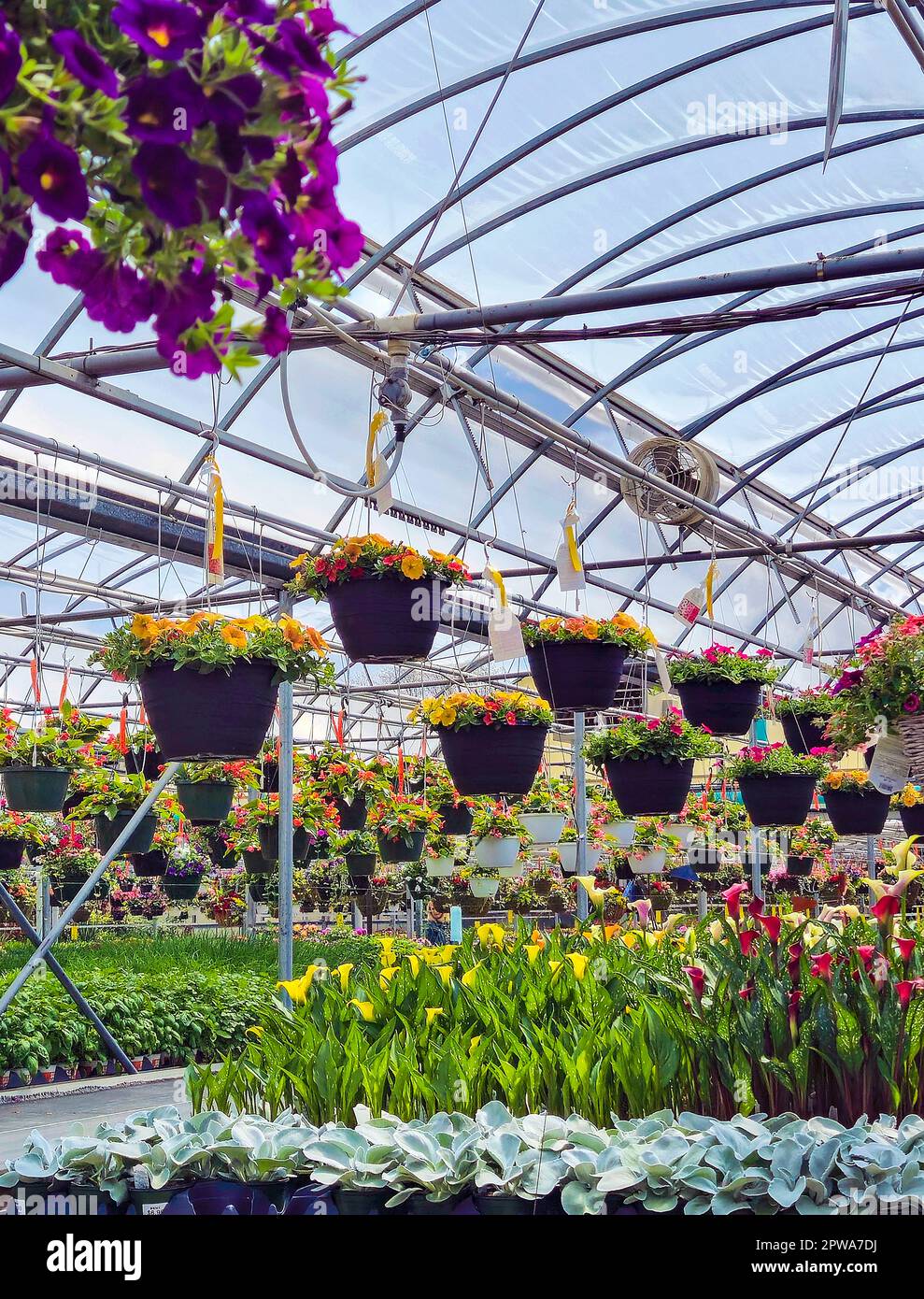 Hanging petunia flower pots inside greenhouse Stock Photo Alamy