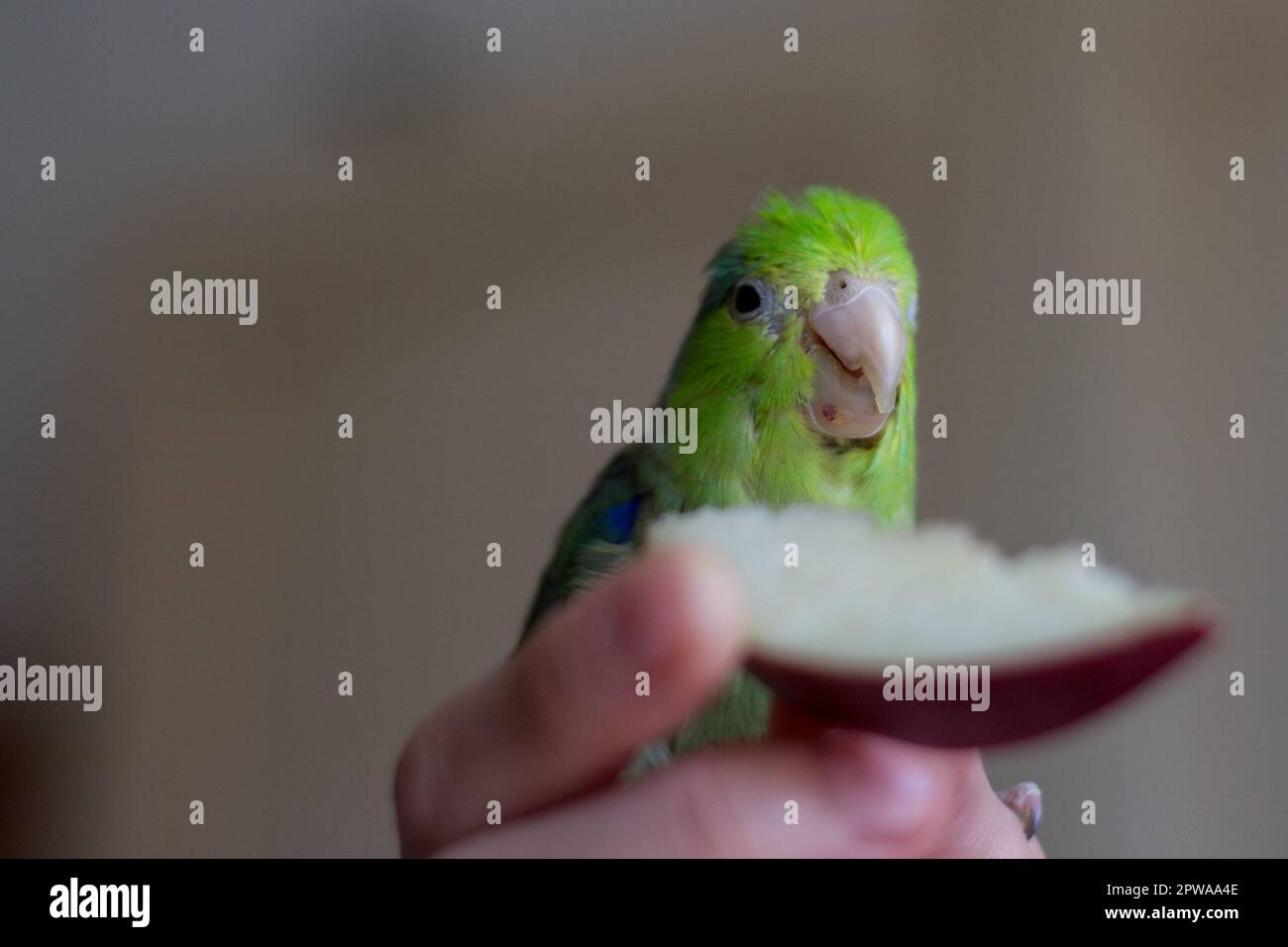 Pacific parakeet, Forpus domestica eats apple from a woman's hand Stock Photo