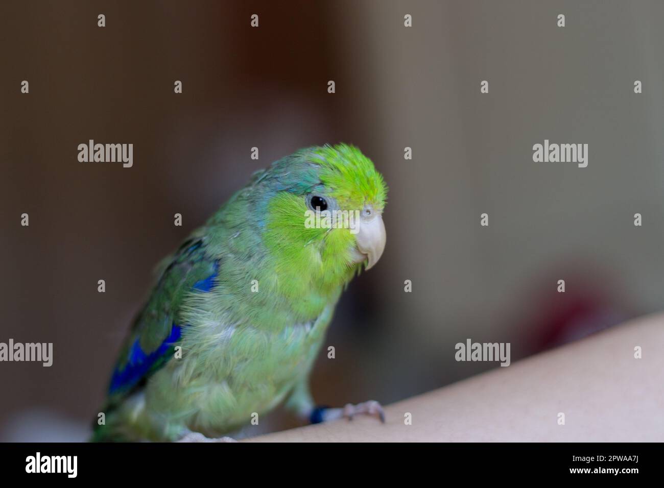 Pacific parakeet. Close-up of a house forpus on a woman's hand. Stock Photo
