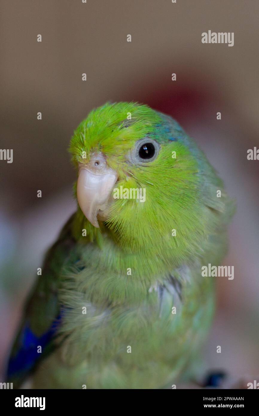 Pacific parakeet. Close-up of a house forpus on a woman's hand. Stock Photo